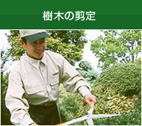 樹木の剪定　正しい時期と定期的な剪定が必要です。 長野市近郊で200軒以上のお宅でお手伝いさせて頂いています。 