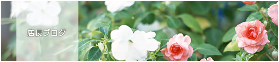 ダスキントゥルグリーンが大切な花・庭木の健康をお守りします。